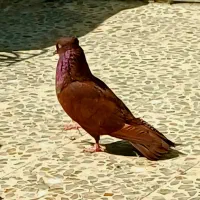 سلام بر عشق بازان عزیز