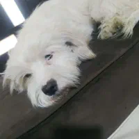 فروشی|سگ|همدان, |دیوار