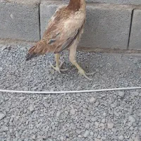 جوجه لاری