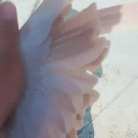 کفتر|پرنده|زاوه, |دیوار