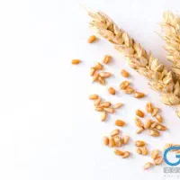 گندم دیم و ابی ۵۲تومن