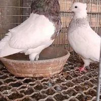 کبوتر طوقی جفتگاه