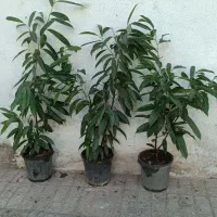 همایش ویژه سانسوریا ویوکا|گردهمایی و همایش|مشهد, حیدرآباد|دیوار