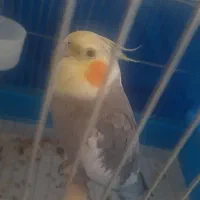 عروس هلندی گم شده