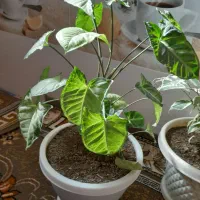 گل خانگی|گل و گیاه طبیعی|بانه, |دیوار