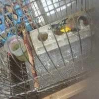 سهره عروسک|پرنده|قلقل رود, |دیوار