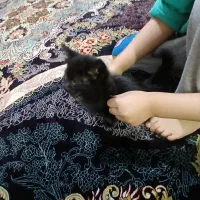 گربه واگذاری