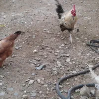 خروس محلی پا کوتاه
