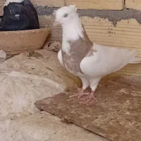 طوقی|پرنده|قم, شاه سید علی|دیوار