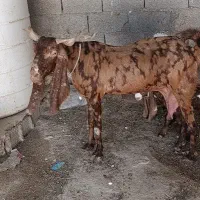 بز تکاوری با دو کهره نر و ماده بندر دیر