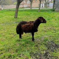 قورچ افشاری لخت