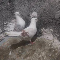 خوشونه اصیل