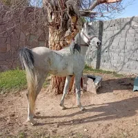 اسب عرب