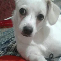 واگذاری اشپیتز پیکینیز