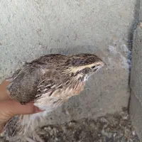 دونه ای ۱۲۰