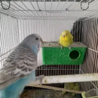 جفت مرغ عشق مولدهمراهباجوجه وجفت عروس لوتینوباتخم|پرنده|مشهد, کشف|دیوار