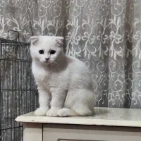 اسکاتیش فولد