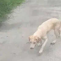 گمشده|حیوانات|لاهیجان, لیل|دیوار