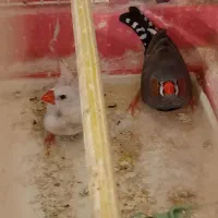 فنج نر یه جفت|پرنده|خسروشاه, |دیوار