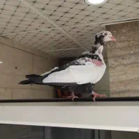 دمسیا