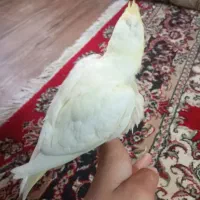 جوجه عروس هلندی سفید و طوسی..