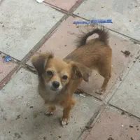 سگ های اشپیز|سگ|بندر انزلی, کارآموزی|دیوار