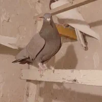 ۱۰ عدد کبوتر طوقی و نامور پراندنی|پرنده|همدان, |دیوار