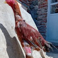 خروس لاری اصل