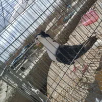 کبوتر ماده دمگیر دوبحر دم دار