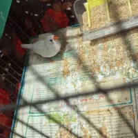 فنج ماده|پرنده|پاکدشت, پاکدشت (مامازند)|دیوار