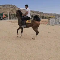 کشش اسب دره شوری( فروشی نیست)