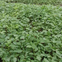 نهال گوجه فرنگی