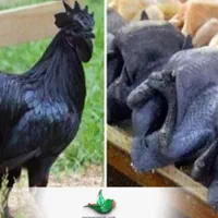 دفع بلاو چش زخم واج نه باذبح مرغ خونی خروس گوسفند|حیوانات مزرعه|مشهد, سرافرازان|دیوار