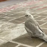 عروس هلندی