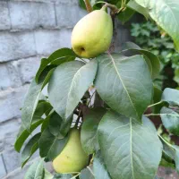 سرپرستی توله سگ ترجیحا شپرد برای نگهبانی
