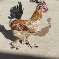 خروس|حیوانات مزرعه|نورآباد, |دیوار