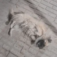 سگ پامر|سگ|قوچان, |دیوار