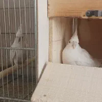 فروش عروس هلندی مولد تضمینی