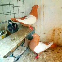 کفتریا کبوتر سینه ای زرد سرخ جوجه|پرنده|ری, شهرک نظامی|دیوار