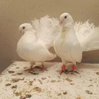 کبوتر فروشی|پرنده|ساری, |دیوار