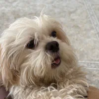 سگ شیتزو|سگ|مراغه, |دیوار