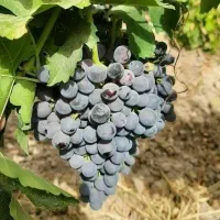 پیش فروش نهال انگور سردشت سیاه|خدمات باغبانی و درختکاری|جعفرآباد, |دیوار