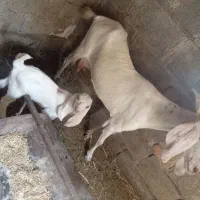 یک عدد بز با بچه نر