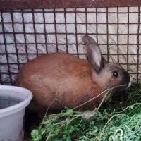 سرگرمی و فراغات ، حیوانات