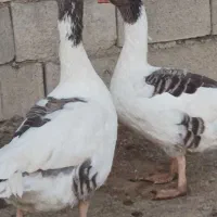 غازمحلی|حیوانات مزرعه|یاسوج, |دیوار