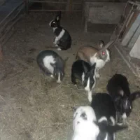خرگوش