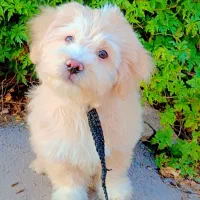 فروش سگ|سگ|کرمان, |دیوار