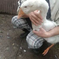 قو غاز و خروس|حیوانات مزرعه|سیاهکل, |دیوار