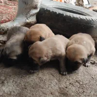 توله های ۲ نر و ۲ تا ماده سرابی