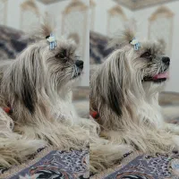 سگ پشمالو